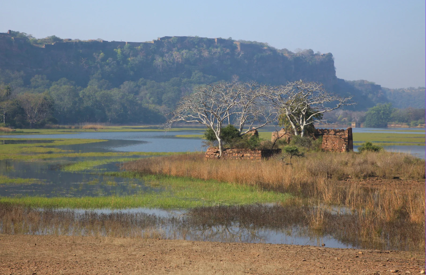 Ranthambore tiger safari Landscapes